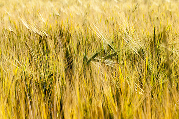 Image showing yellow farm field