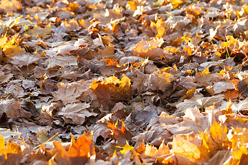 Image showing fallen leaves of a maple