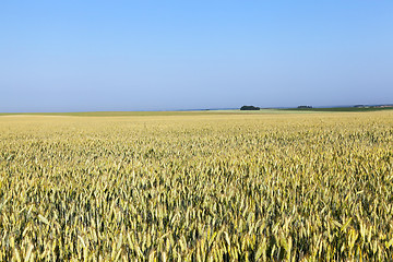 Image showing immature yellowing wheat