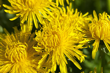 Image showing yellow dandelions in spring