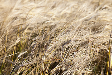 Image showing wheat farming field