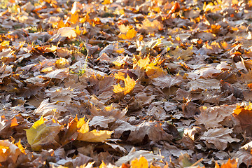 Image showing The fallen maple leaves