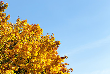 Image showing yellowed maple trees in autumn