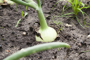 Image showing green onions in the field