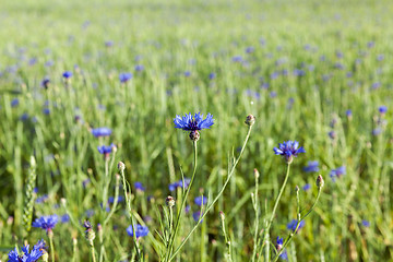 Image showing Field with cereal