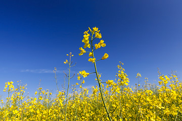 Image showing yellow flower rape