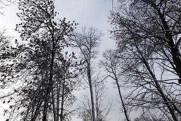 Image showing trees in winter, day