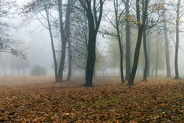 Image showing Fog in autumn season