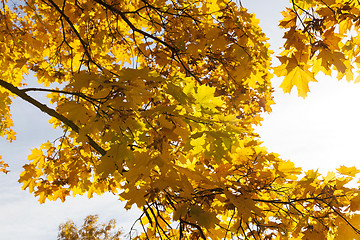 Image showing yellowed maple trees in autumn