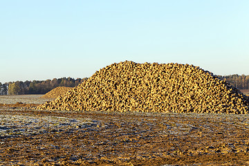 Image showing beet roots, the field