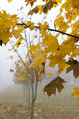 Image showing Fog in autumn season