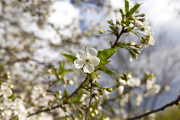 Image showing White cherry flowers