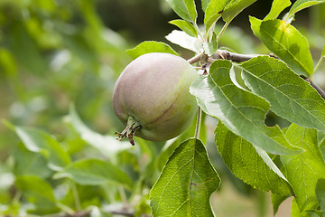 Image showing green leaves of apple trees and apples