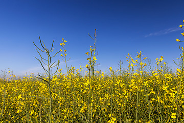 Image showing yellow flower rape