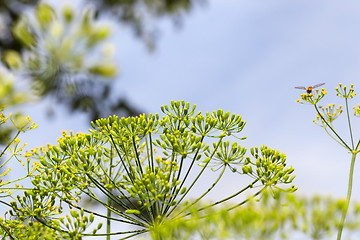 Image showing green dill in a field