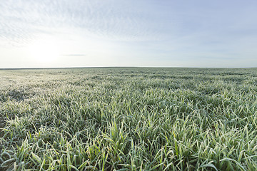 Image showing young grass plants, close-up