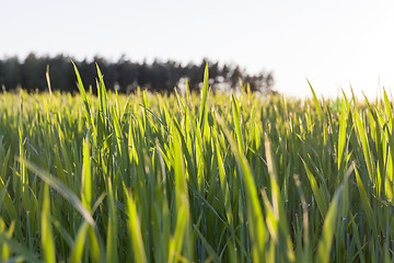 Image showing green unripe cereal