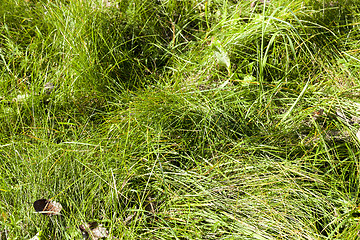 Image showing green grass, park