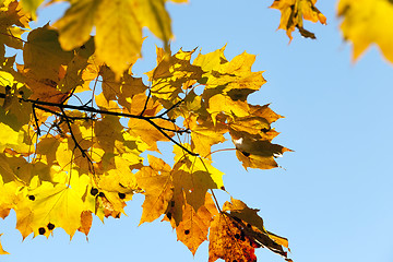 Image showing yellowed maple trees in the fall