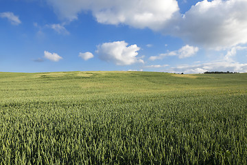 Image showing Field with cereal