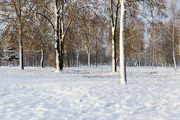 Image showing trees in winter forest