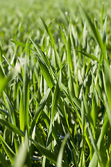 Image showing Field with cereal