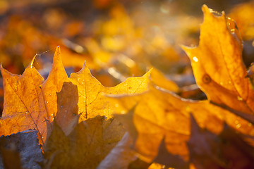 Image showing The fallen maple leaves