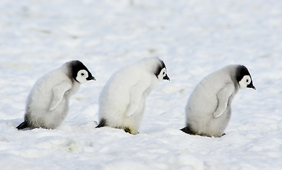 Image showing Emperor Penguins chicks