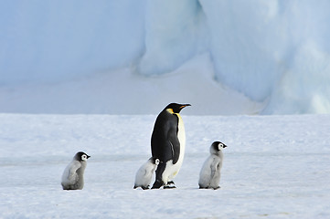 Image showing Emperor Penguins with chick