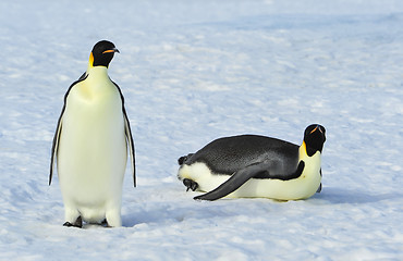 Image showing Two Emperor Penguins on the snow