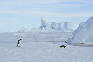 Image showing Two Emperor Penguins on the snow