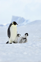 Image showing Emperor Penguins with chick