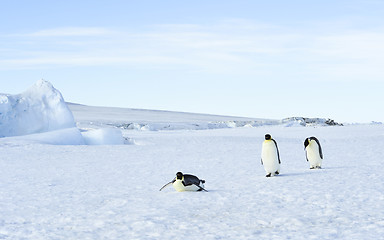 Image showing Three Emperor Penguins on the snow