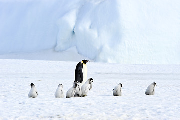 Image showing Emperor Penguins with chick