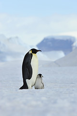 Image showing Emperor Penguins with chick