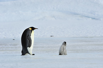 Image showing Emperor Penguins with chick