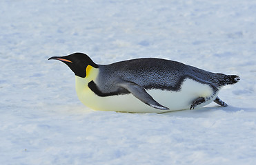 Image showing Emperor Penguin on the snow