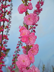 Image showing Pink sakura blossoming