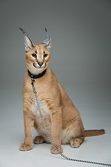 Image showing Beautiful caracal lynx sitting over grey background