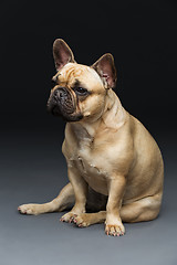 Image showing Beautiful french bulldog dog