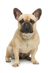 Image showing Beautiful french bulldog dog