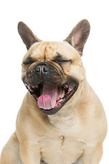 Image showing Beautiful french bulldog dog