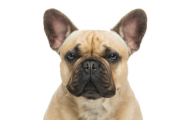 Image showing Beautiful french bulldog dog