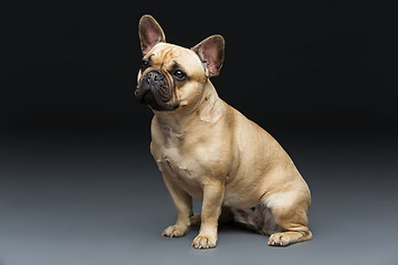 Image showing Beautiful french bulldog dog