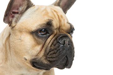 Image showing Beautiful french bulldog dog