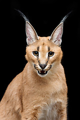 Image showing Beautiful caracal lynx over black background