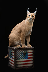 Image showing Beautiful caracal lynx over black background