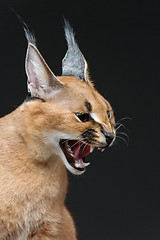 Image showing Beautiful caracal lynx over black background