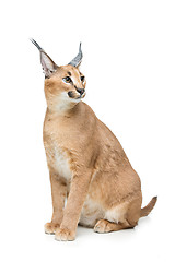 Image showing Beautiful caracal lynx isolated on white