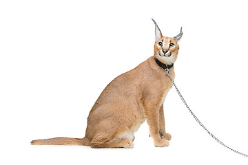 Image showing Beautiful caracal lynx isolated on white